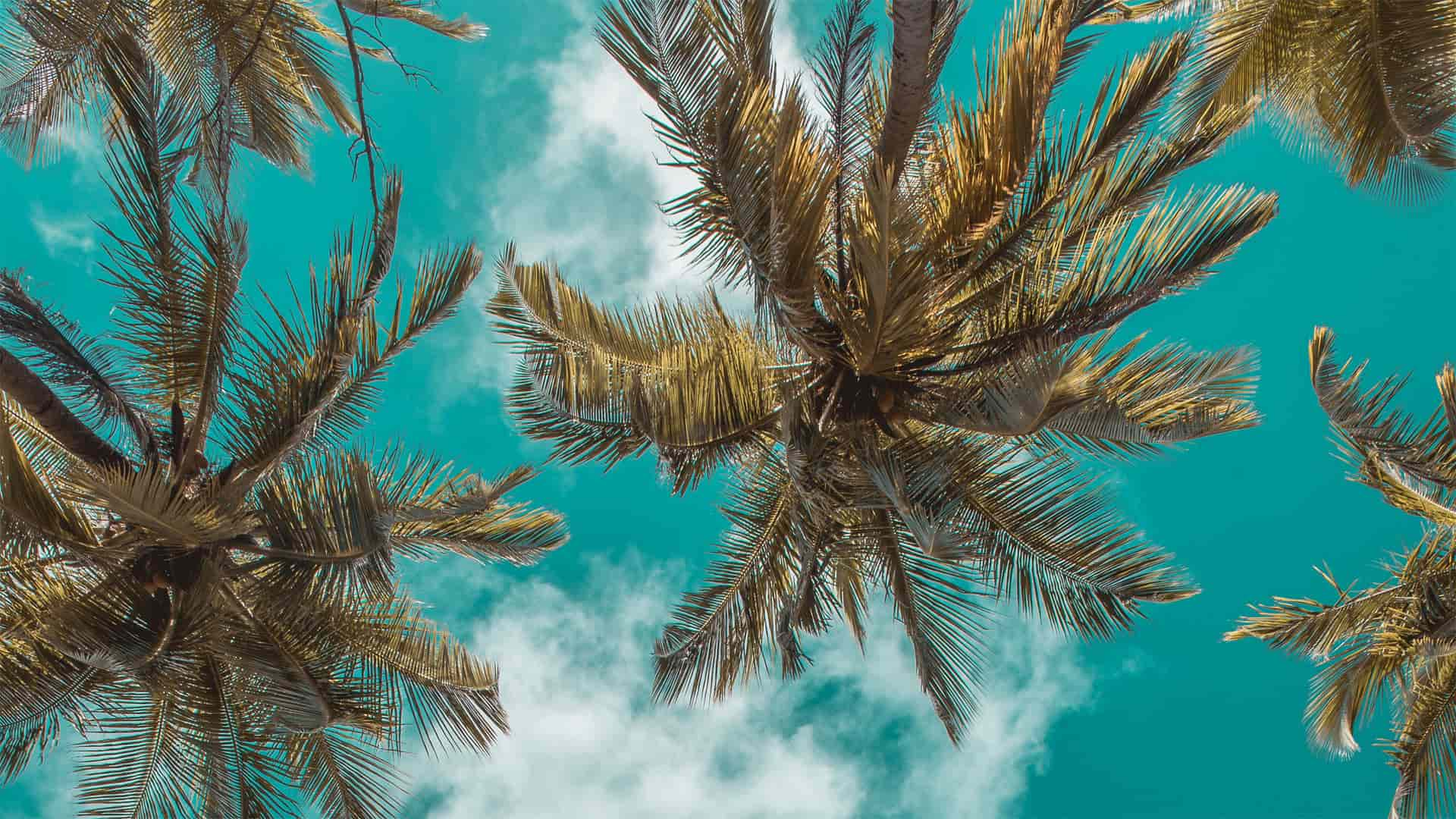 Palm Trees Background Image